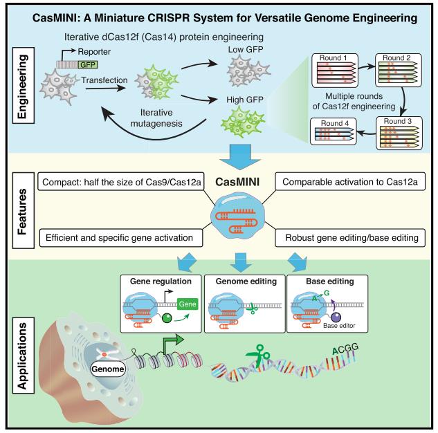 CRISPR Cas14基因编辑系统