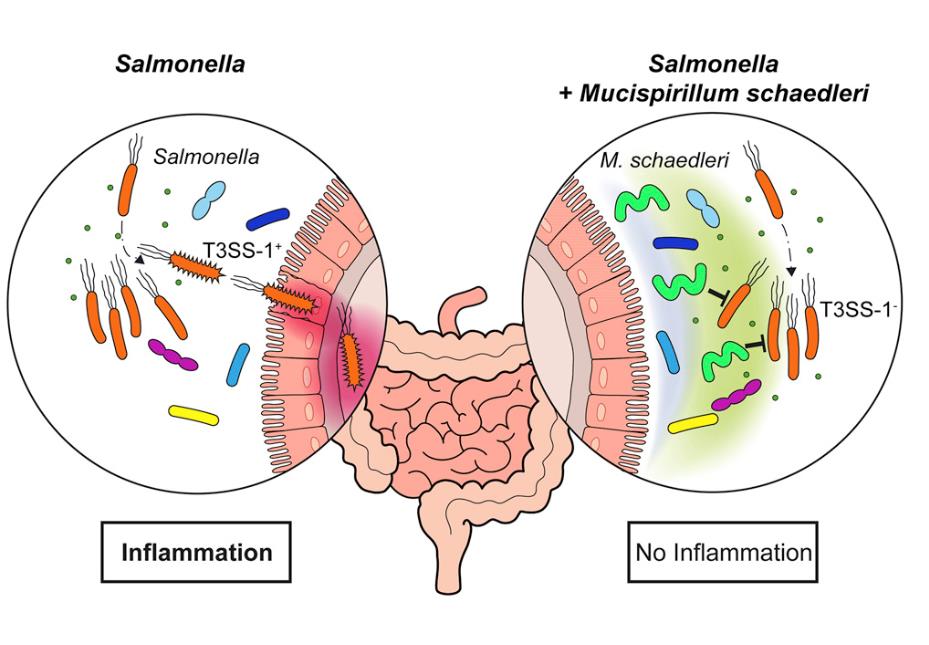感染生物学：肠道微生物帮助阻止沙门氏菌