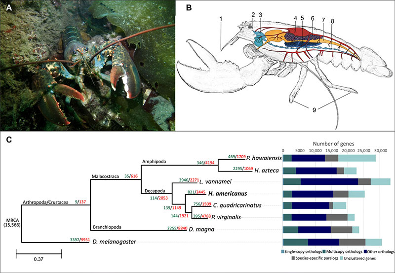 美国龙虾，节肢动物系统发育树和基因家族