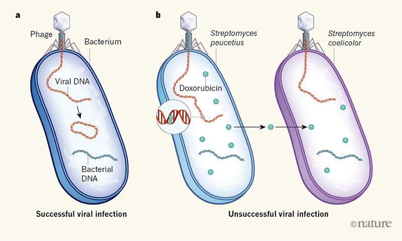 细菌防御分子靶向病毒DNA