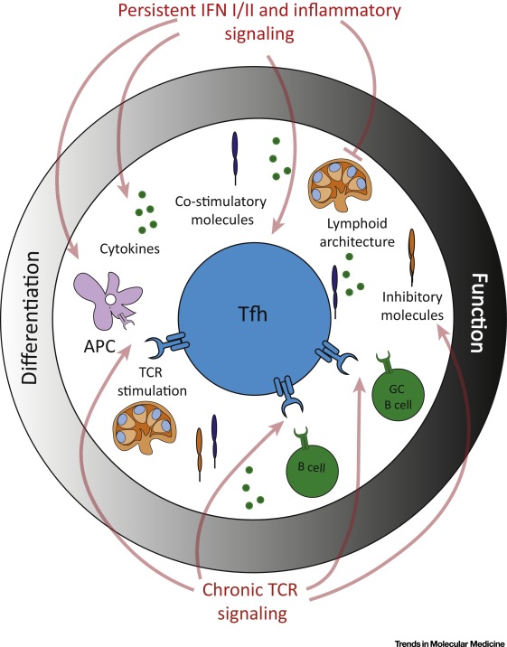 从Tfh看CD4 + T细胞在慢性病毒感染中的分化