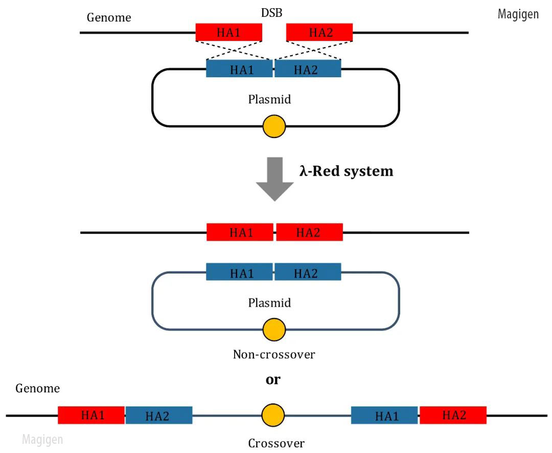 CRISPR CAS9基因编辑同源重组的两种结果