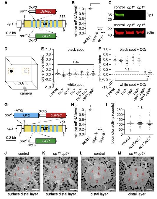 利用CRISPR Cas9基因编辑技术编辑蚊子的视觉基因