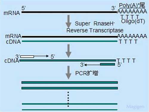 逆转录RT-PCR原理图