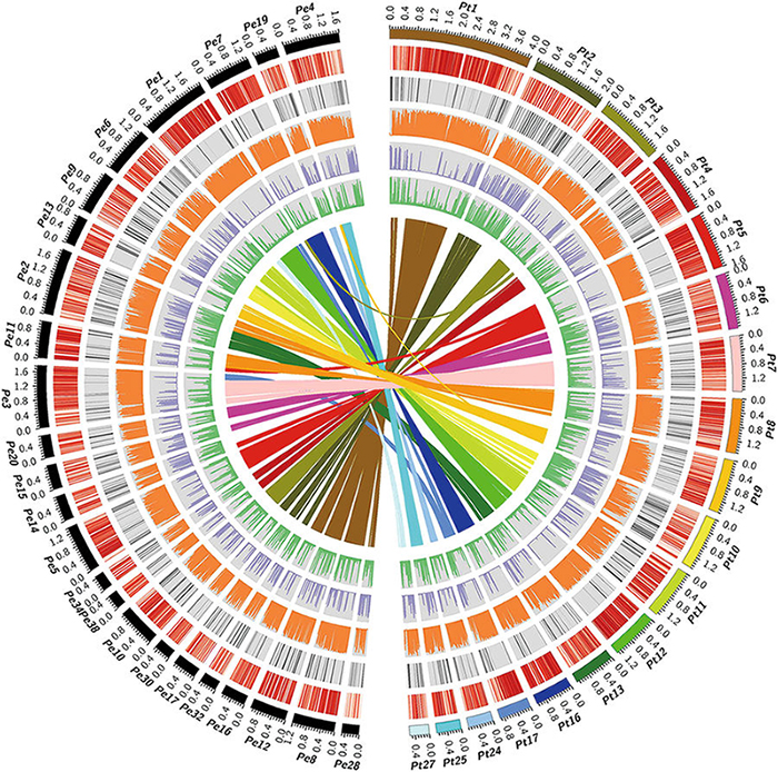 甲基化系统发育树：Circos圈圈图描述的Pt和Pe的基因组特征