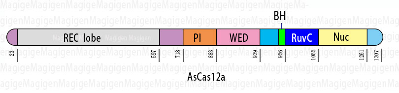 crispr cas12a切割原理、工作原理、cas12a蛋白结构域