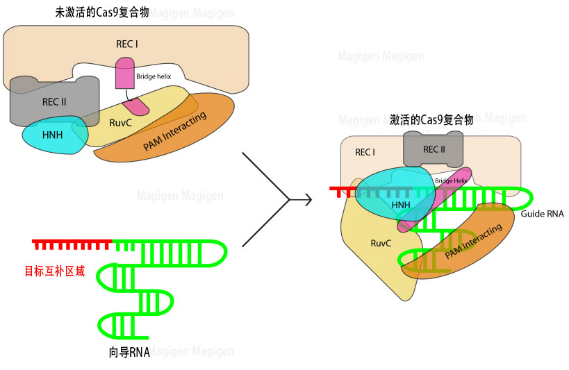 crispr cas9蛋白基因编辑原理机制