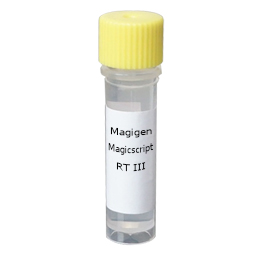 Magicscript耐高温逆转录酶III 500µl