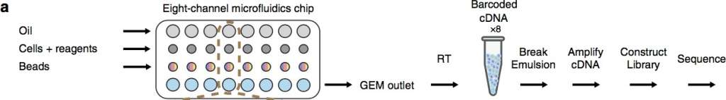 GemCode 平台单细胞 RNA-Seq 工作流程图