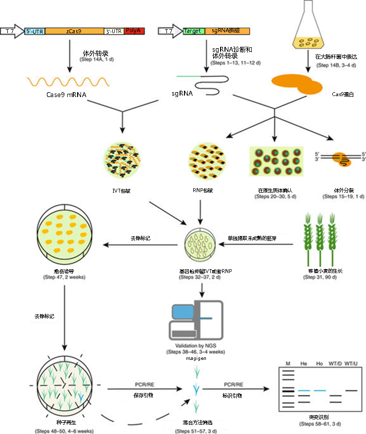 利用crisprcas9蛋白对面包小麦进行基因组编辑