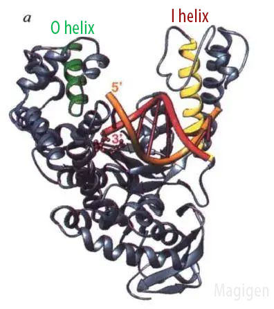Klentaq1-DNA复合物结构