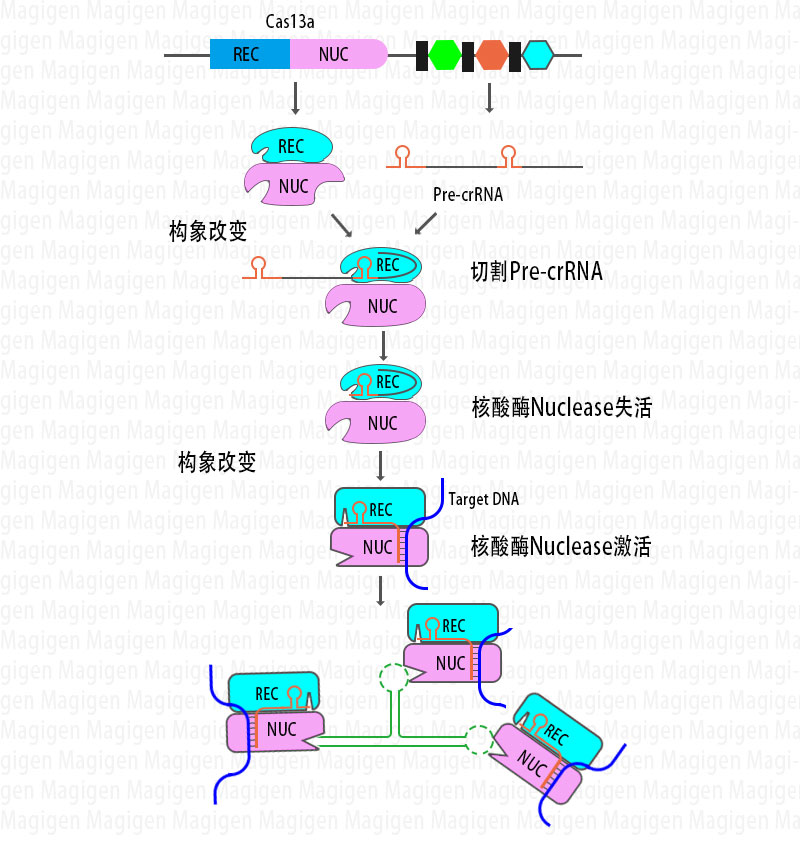 CRISPR Cas13a蛋白切割原理