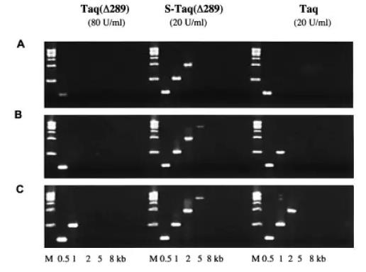 TAQ酶/Stoffel和S-Stoffel的PCR效率比较