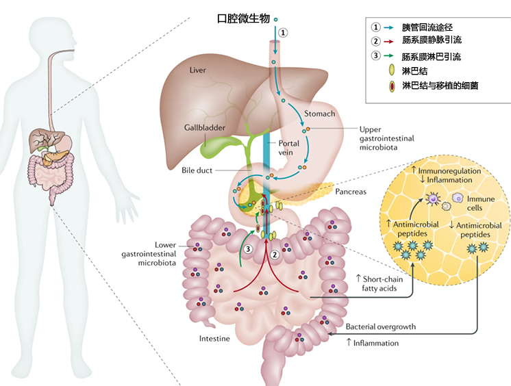 胰腺健康问题与微生物群的关系：微生物群研究的下一个前沿