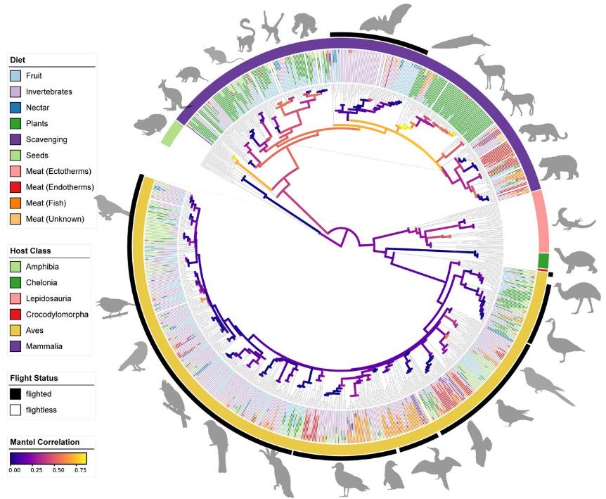 鸟类、蝙蝠肠道微生物组数据集的主坐标分析（PCoA）