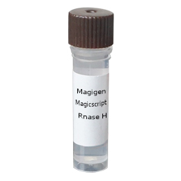 Magigen核酸内切酶H | Rnase H（E.coli） 250