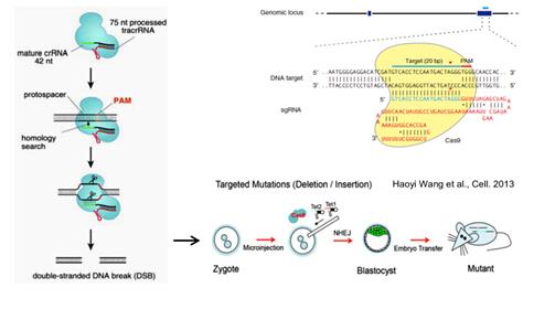 CRISPR CAS9蛋白结构图