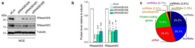 RNase H2A结合活性基因