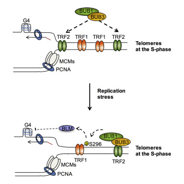The BUB3-BUB1 Complex Promotes Telomere DNA Replication