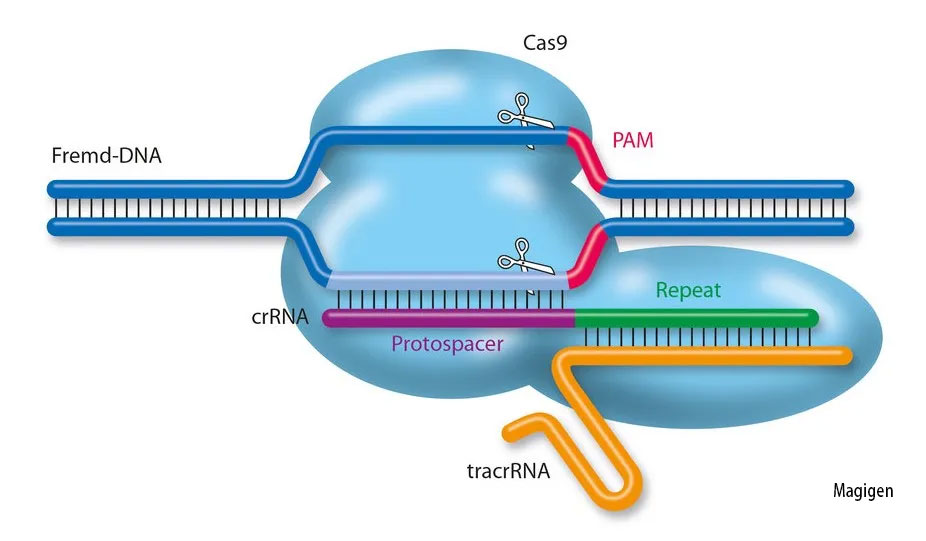 史上最全！CRISPR/Cas9基因编辑方法总结（一）