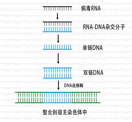 rt酶，逆转录酶，反转录酶，Reverse Transcriptase原理图，美格生物