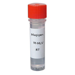 Magicscript耐热逆转录酶II 100µl