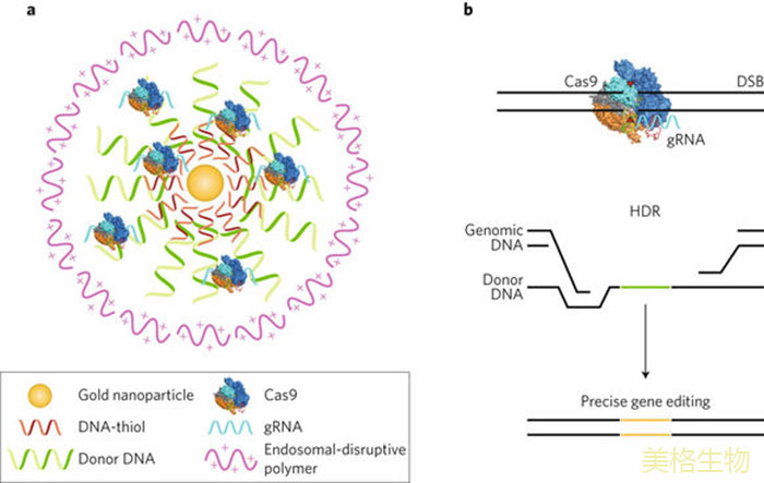 CRISPR金纳米粒子的示意图