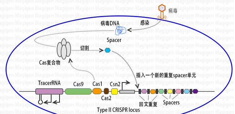 什么是CRISPR?what is crispr?