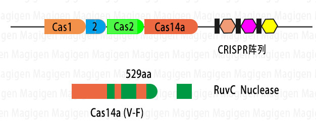 什么是CRISPR Cas14蛋白？