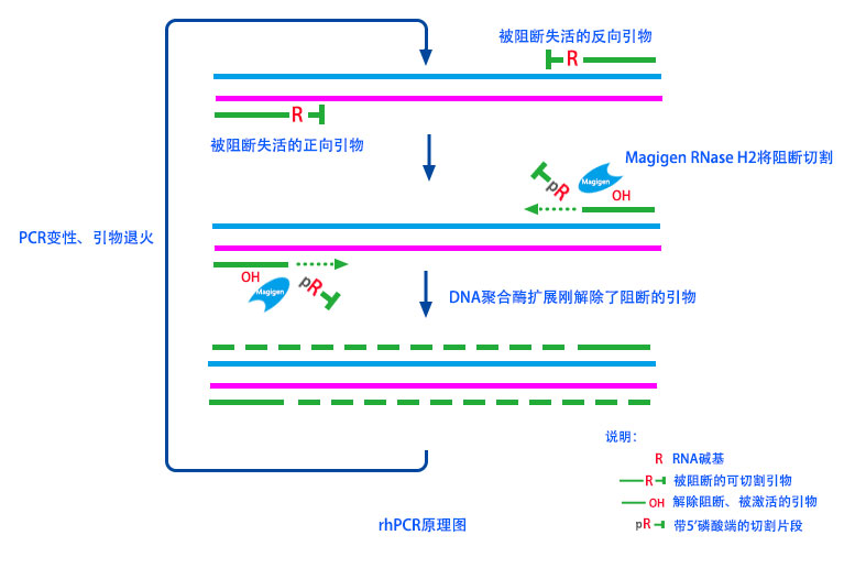 Magigen RNase HII酶依赖性PCR/RHPCR原理图