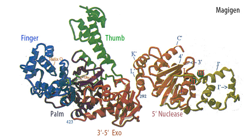 Taq DNA聚合酶/Taq酶的三维结构