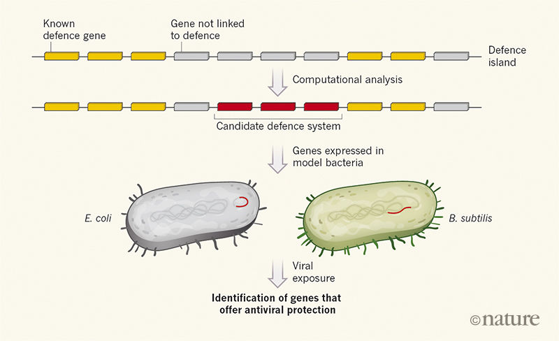细菌的抗病毒系统识别