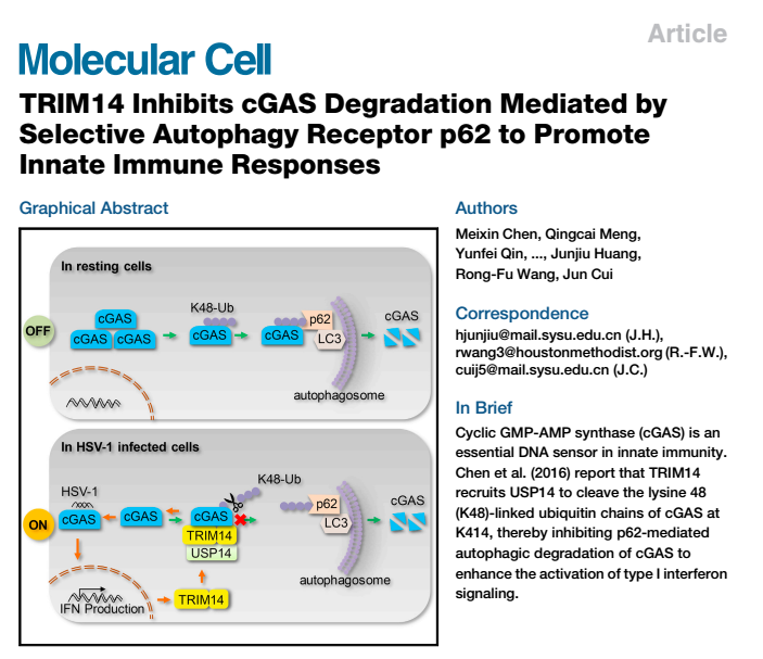 TRIM14 Inhibits cGAS Degradation Mediated by Selective Autophagy Receptor p62 to Promote Innate Immu