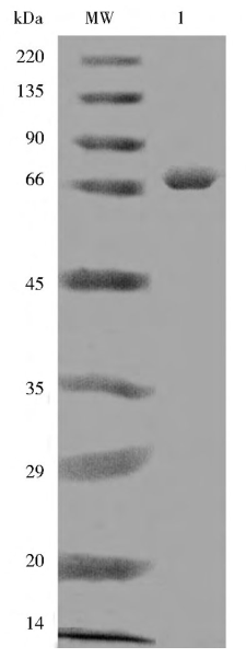 纯化后的BST酶/Bst DNA 聚合酶大片段, PCR结果