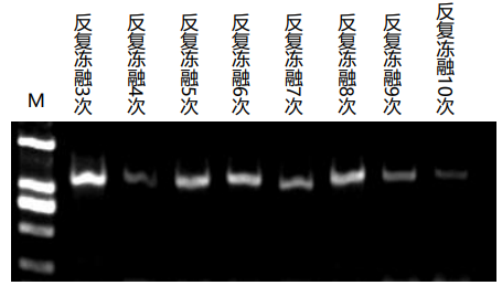 鼠尾基因型鉴定试剂稳定性