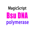 Bsu DNA聚合酶