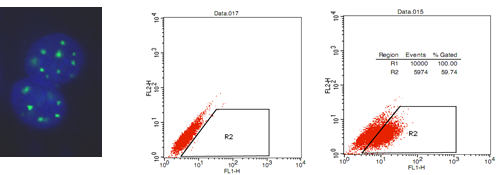 BiFC蛋白相互作用实验实例分析