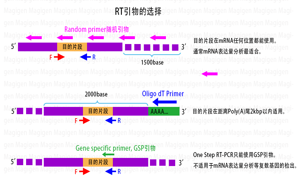 RT酶/逆转录酶/RT-PCR/rt引物选择